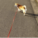 体調不良のお客様に代わり、女性スタッフが犬の散歩をお手伝いしました