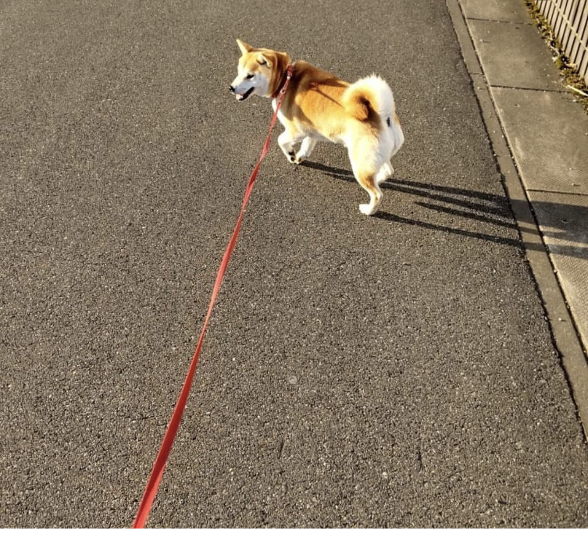 栃木県宇都宮市で女性スタッフが犬の散歩を代行している様子